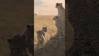 Safari Wildlife Serengeti Tanzania 야생동물 세렝게티국립공원 [upl. by Serles]