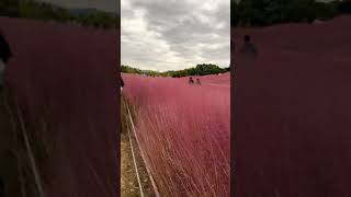 Pink mully park southkorea [upl. by Ettennig666]