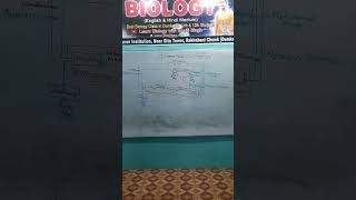 Nitrogen cycle 🚲 Ecosystem Class12th timesaverinstitutiondumka motivation education [upl. by Sesilu]