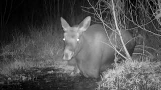 Calf Moose Sploshing Knee Deep In Spring October 2024 [upl. by Yreva]