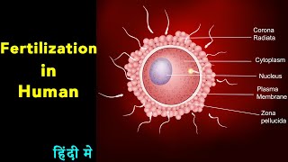 Fertilization in human I Fertilization class 12 I scientech biology I human fertilization in Hindi I [upl. by Aicarg]