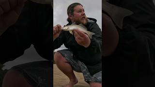 WHITING on BAIT fishing fisherman fishingvideo fishingvideo fishingvideos whiting [upl. by Nnalatsyrc]