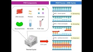 Polymerase Chain Reaction PCR Synthesis [upl. by Enerahs869]