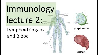 Immunology Lecture 2  Primary and Secondary Lymphoid Organs and Blood Hematopoiesis [upl. by Eelitan661]