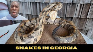 The Truth about Snakes in Georgia  Brasstown Bald GA [upl. by Pebrook288]