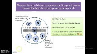 A level Biology  Eyepiece graticule [upl. by Enrico]