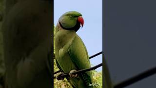 Smart talking parrot india parrrot birds [upl. by Farwell399]