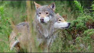 RouynNoranda  Des coyotes dans des zones résidentielles [upl. by Arihsan]