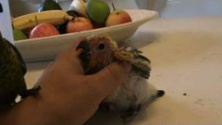 sun conure lovebrid and pyrrhura pict rosifrons baby get food [upl. by Neelasor]