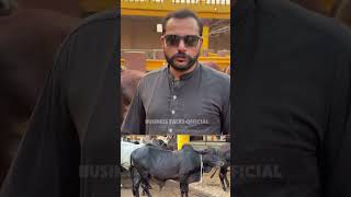 High Quality Sahiwal Cholistan Calf in Gujranwala cow foryou farming [upl. by Shamrao975]