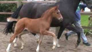 wwwreitschulesandbrinkde foal Fidertanz  De Niro  Rubinstein [upl. by Neelhtakyram]