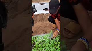 learn how to transplant seedlings from nursery Tray to the soil gardening garden [upl. by Yllas]