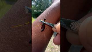 Mud Dauber Wasp STING insectsbugspidertarantulawaspentomologyinvertebratesarthropodsfyp [upl. by Haiacim]