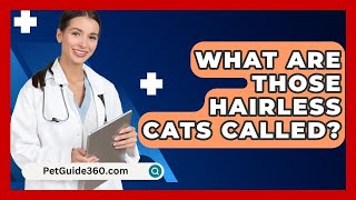 What Are Those Hairless Cats Called  PetGuide360com [upl. by Trin]