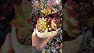 Pretty Echeveria senđá succulent suculentas 다육 plants 多肉植物 [upl. by Niwroc708]