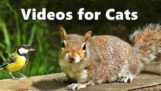 Videos for Cats to Watch  Squirrels and Birds Spectacular [upl. by Krakow]