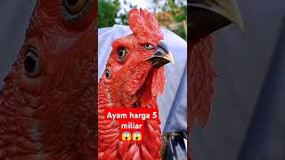 Ayam termahal didunia shortvideo ayam [upl. by Naujik702]