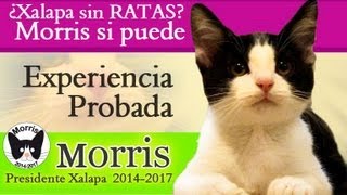 Entrevista Al Candigato Morris  Presidente Xalapa 20142017 [upl. by Nnylahs]