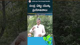 సండ్ర చెట్టు యొక్క ప్రయోజనాలు youtubeshorts ytshorts shorts ayurveda sreesannidhitv [upl. by Giesser]