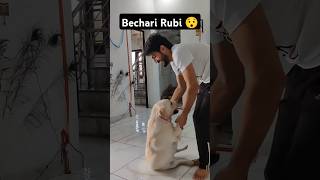 Rubi Pakdi Gayi 😉 ll labra rubi ll youtubeshorts shorts labrador doglover funny viralshort [upl. by Olegna]