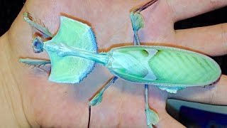 Handling a DEVILS FLOWER MANTIS  Idolomantis diabolica [upl. by Haek]