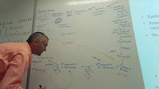 Gregarina cuneata Coccidian introduction and Eimeria tenella life cycle [upl. by Anaejer]