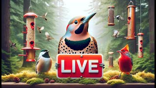 Watch Beautiful Backyard Birds Live in 4K [upl. by Howzell]