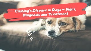 Cushings Disease in Dogs  Signs Diagnosis and Treatment [upl. by Rilda202]