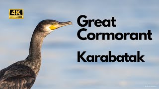 Great Cormorant Preening  Karabatak 4K 120P Sony A6700 amp Sony 200600 [upl. by Luas]