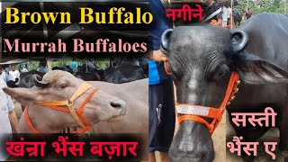 पशु मंडी खंन्रा 2872022 Brown Buffalo and murrah Buffaloes  sale in Khanna mandi jbs video PB [upl. by Morrie510]