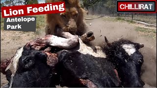 Lion Feeding Antelope Park in Zimbabwe November 2012 [upl. by Oinotnaocram85]