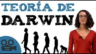 Teoría darwinista  Teoría de DARWIN [upl. by Jaclin]