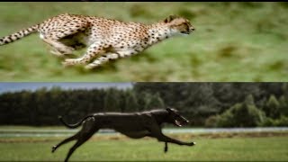 Cheetah vs Greyhound Speed Test  BBC Earth [upl. by Yrreiht]