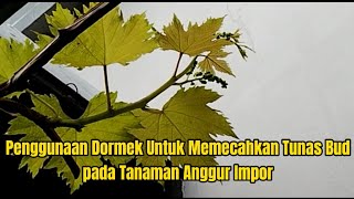 Penggunaan Dormex Untuk Memecahkan Tunas Bud Pada Tanaman Anggur Impor [upl. by Ressan]