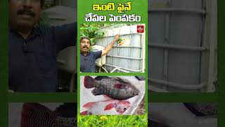 ఇంటిపై చేపల పెంపకం  fishfarmingathome fishfarming nelathalli hmtvagri [upl. by Richart102]