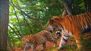 Amur leopard and Amur tiger in the same place at different times [upl. by Rizzo]