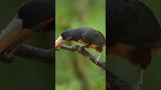 collared aracari toucan feeding on a millipede at choco toucan reserve amp bird Lodge in Ecuador bird [upl. by Digdirb]