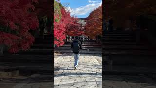 京都紅葉 真如堂 紅葉 京都紅葉 日本紅葉 真如堂 [upl. by Mcgregor974]