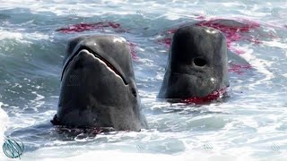 PILOT WHALE ─ Even Orcas are Afraid of the Cheetahs of the Deep Sea [upl. by Leaj]