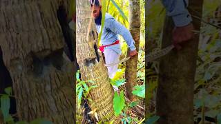 The rescue of snakes from coconut tree holes is underway snakeresque rescue snake respect 010 [upl. by Ginni]