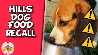 Deadly Diet  The Hills Dog Food Diet Recall  Dog Health Vet Advice [upl. by Oynotna367]