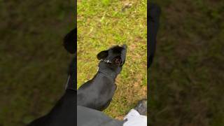 Black Malinois Contact Heel Training [upl. by Arammahs]