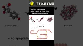 Polypeptides vs Proteins [upl. by Wendell]