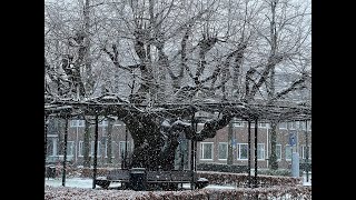 Sneeuw in Oisterwijk [upl. by Anwahs]