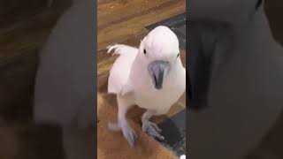 Mishas Melodies Pure Moluccan Cockatoo Sounds Screams Singing and Playtime 🦜🎶 [upl. by Isabella]