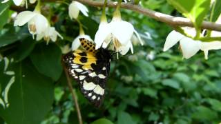 Beautiful Moth on Japanese Snowbell トラガ（蛾）がエゴノキの花で吸蜜 [upl. by Nivrem433]