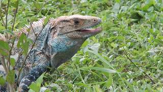 Garrobo  Spiny tailed Iguana  Ctenosaura similis [upl. by Gnek]