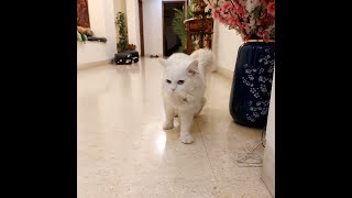 Adopt an Adorable Cat in Delhi 🐾 TwoColored Eyes Vaccinated and Ready for a Loving Home [upl. by Marih]