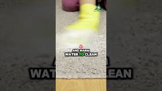 Heres a Quick Tip Clean Carpet Spills Fast shorts carpetcleaning carpet [upl. by Aerdied378]