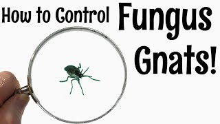 How to Control Fungus Gnats [upl. by Aulea]